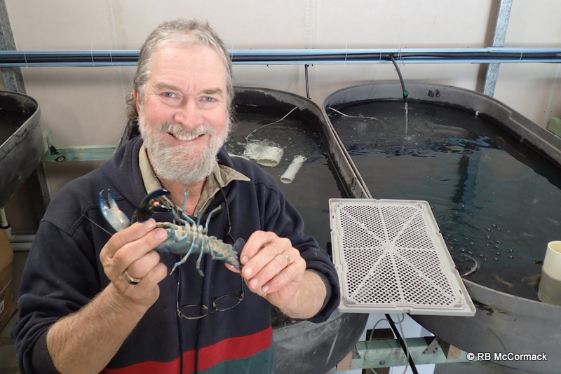 Purged Yabby ready for sale