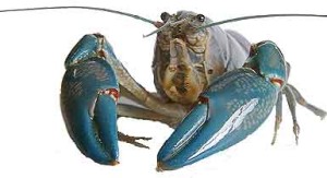 Yabby Consultation including species identification