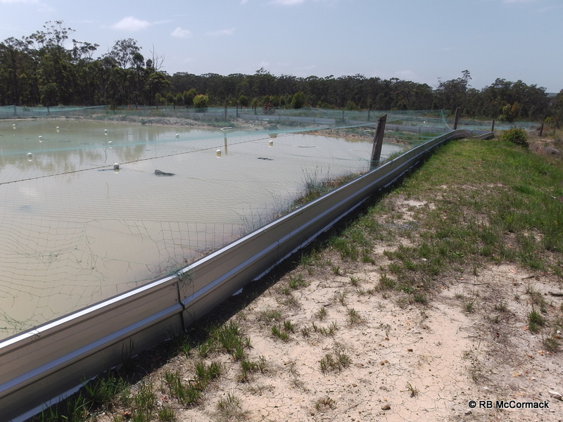 A commercial yabby pond