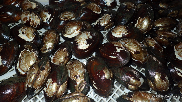 Freshwater Mussels Velesunio ambiguus
